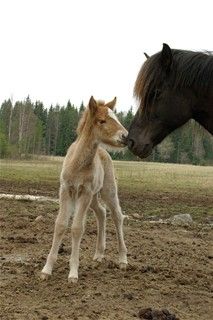 Första fölet i år !
Ýljar och Ára