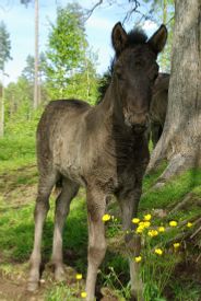 þrá bland smörblommorna!