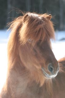 Foto: Bengt Hallberg