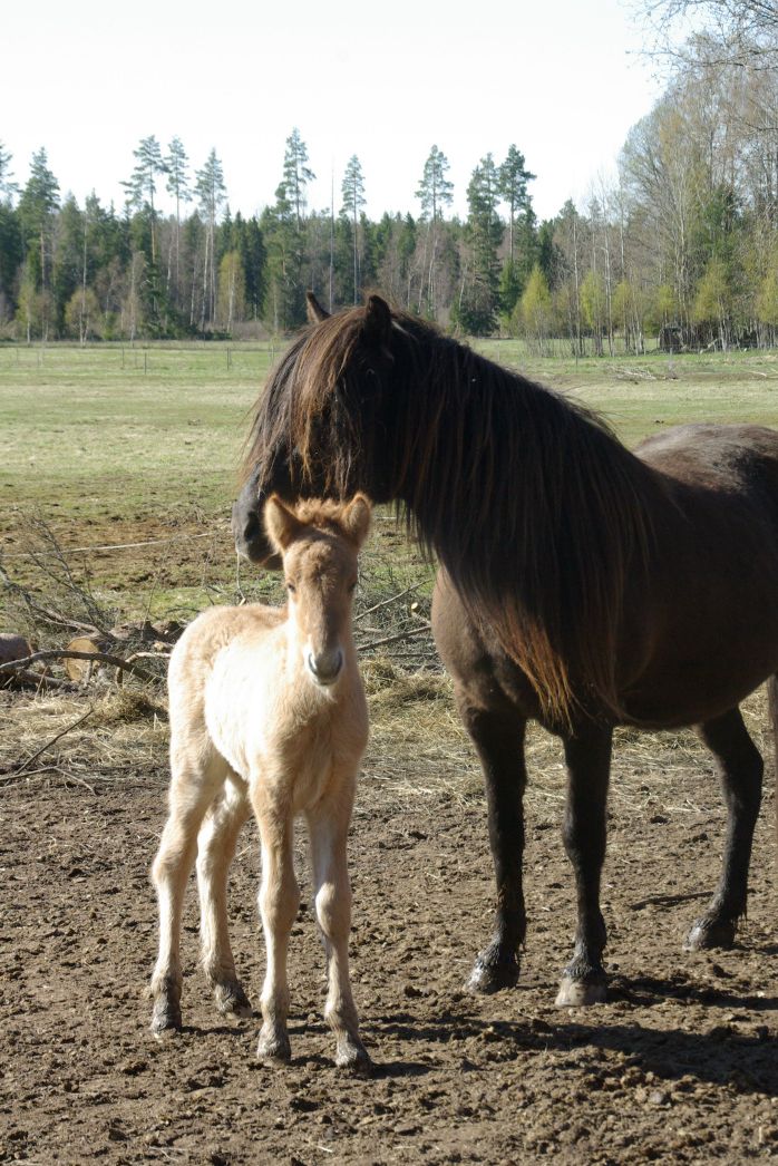 Öðlingur och Kilja