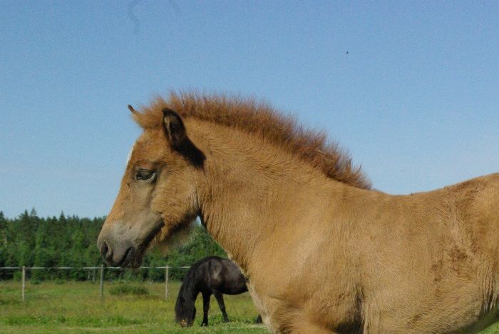 Fjördis U:Vatnadís och Kjarval Född:13/5