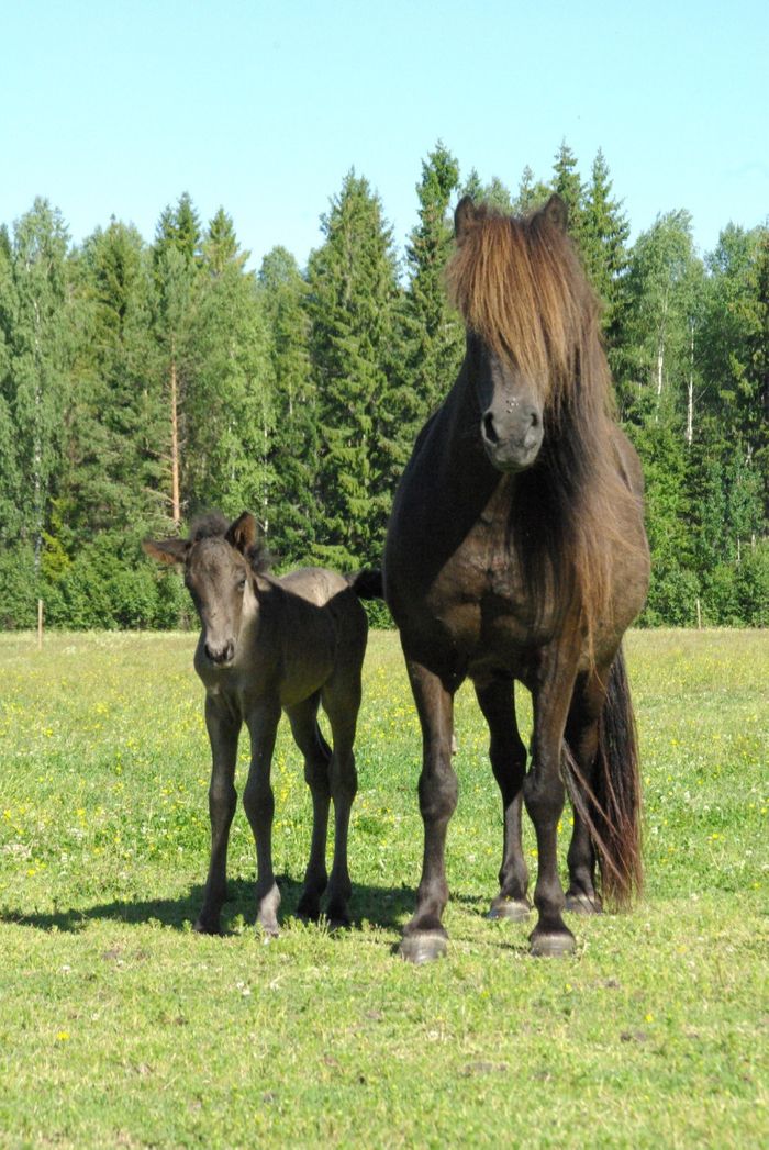 Fleygur U:Kilja och Galsi Född på Islands nationaldag 17/6!