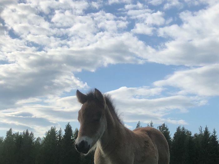 Húgó från Allemansängen  född  23/5
U:Æsa från Allemansängen och E: Bastian f Þoreyarnupi